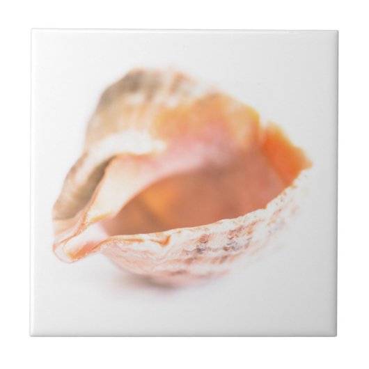 シーセル タイル (正面)