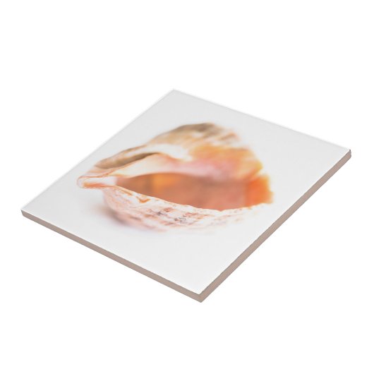 シーセル タイル (側面)