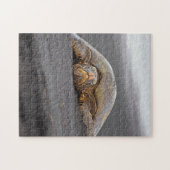 シータートルブラックサンドビーチハワイ – 11x14 -252 pc ジグソーパズル (横)