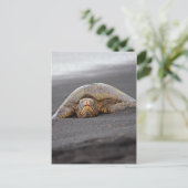 シータートルブラックサンドビーチ – ハワイ ポストカード (スタンド正面)