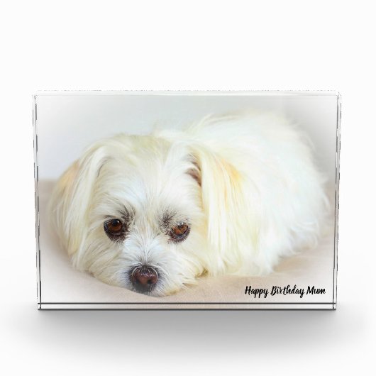 シーツゥー犬 フォトブロック (正面)