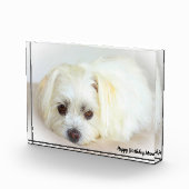 シーツゥー犬 フォトブロック (右)