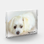 シーツゥー犬 フォトブロック (左)