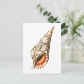 「シートランペット」海洋生物葉書 ポストカード (スタンド正面)