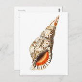 「シートランペット」海洋生物葉書 ポストカード (正面/裏面)