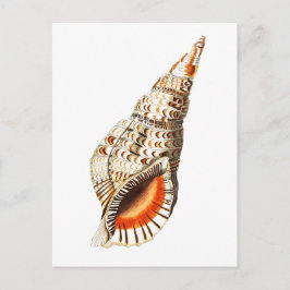 「シートランペット」海洋生物葉書 ポストカード