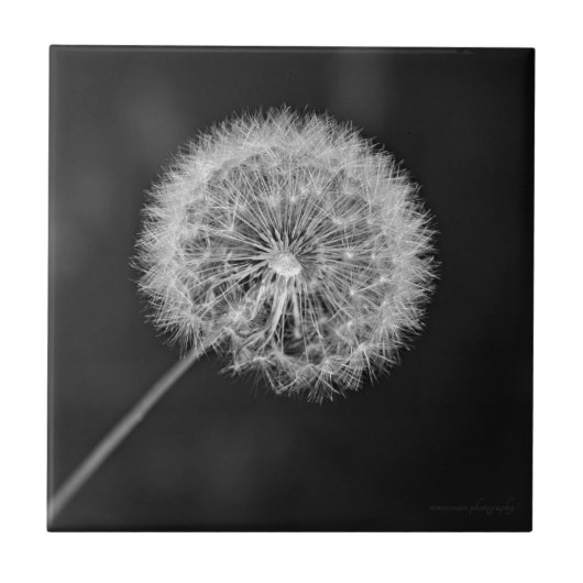 シードへ移動 タイル (正面)