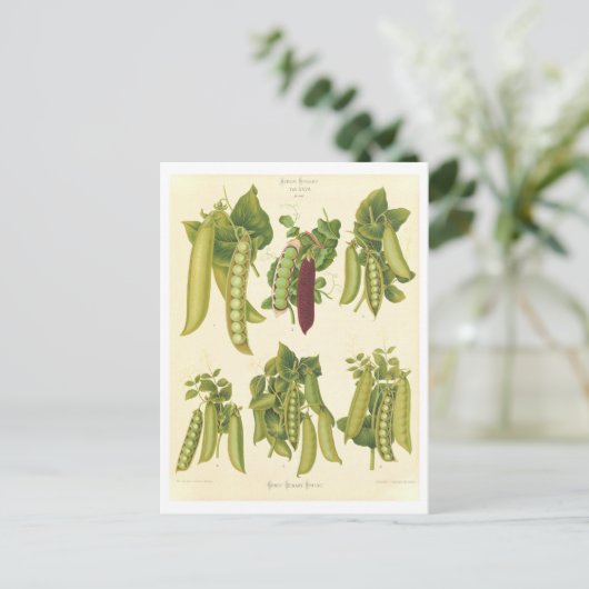 シードカタログからのエンドウ植物性イラストレーション ポストカード (スタンド正面)