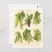 シードカタログからのエンドウ植物性イラストレーション ポストカード (正面/裏面)