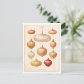 シードカタログからのオニオンボタニカルイラストレーション ポストカード (スタンド正面)