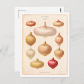 シードカタログからのオニオンボタニカルイラストレーション ポストカード (正面/裏面)