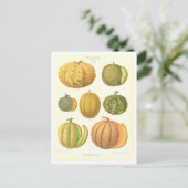 シードカタログからのメロン植物学イラストレーション ポストカード (スタンド正面)