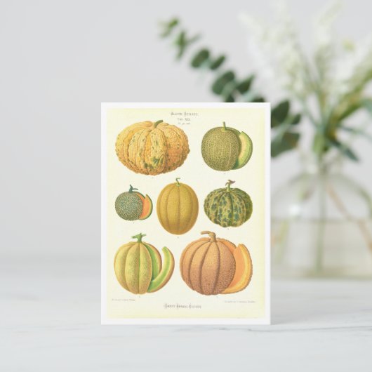 シードカタログからのメロン植物学イラストレーション ポストカード (スタンド正面)