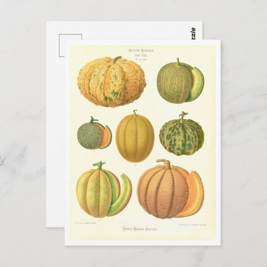 シードカタログからのメロン植物学イラストレーション ポストカード (正面/裏面)