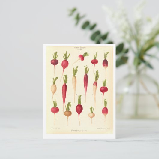 シードカタログからの大根植物性イラストレーション ポストカード (スタンド正面)