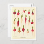シードカタログからの大根植物性イラストレーション ポストカード (正面/裏面)