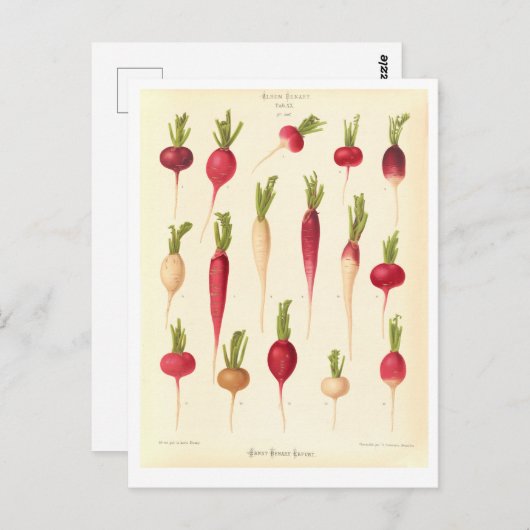 シードカタログからの大根植物性イラストレーション ポストカード (正面/裏面)
