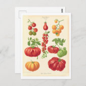 シードカタログからトマトイラストレーション ポストカード (正面/裏面)