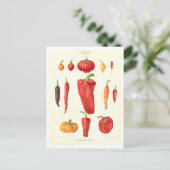 シードカタログからピープルズ植物性イラストレーション ポストカード (スタンド正面)