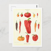 シードカタログからピープルズ植物性イラストレーション ポストカード (正面/裏面)