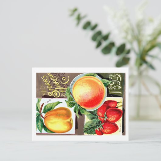 シードパケット。 ポストカード (スタンド正面)