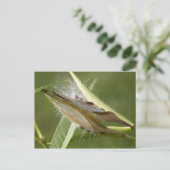 シードポッド ポストカード (スタンド正面)