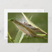 シードポッド ポストカード (正面/裏面)