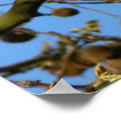 シードポッド – ロンドン飛行機ツリー ポスター (角)