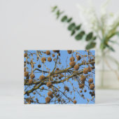 シードポッド – ロンドン飛行機ツリー ポストカード (スタンド正面)