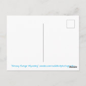 シーニックハイキングスノーウィーレンジマウンテンサミットワイオミング ポストカード (裏面)