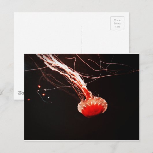 シーネトル ポストカード (正面/裏面)