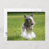 シーバグリーングラス ポストカード (正面/裏面)