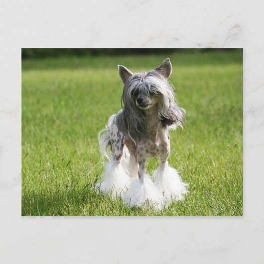 シーバグリーングラス ポストカード (正面)