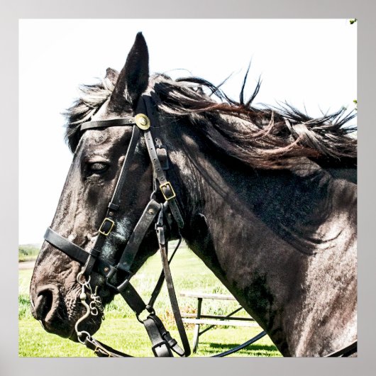 シービスケット ポスター (正面)