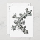 シーファン ポストカード (正面/裏面)