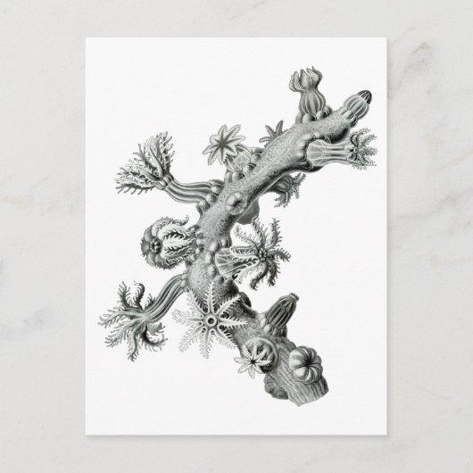 シーファン ポストカード (正面)