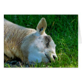 シープカード (正面横)