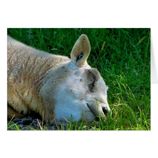 シープカード (正面横)