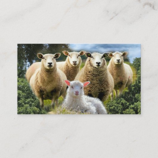 シープフックシープヘルドベビーラム 名刺 (正面)