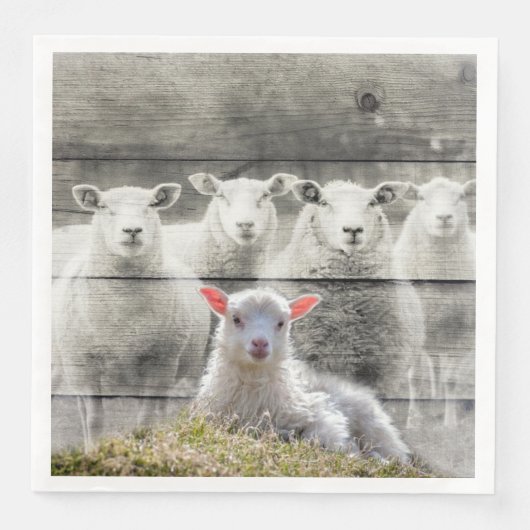 シープフロックベビーラム (正面)