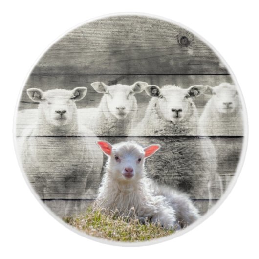 シープフロックベビーラム セラミックノブ (正面)