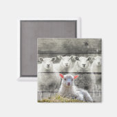 シープフロックベビーラム マグネット (正面/裏面)