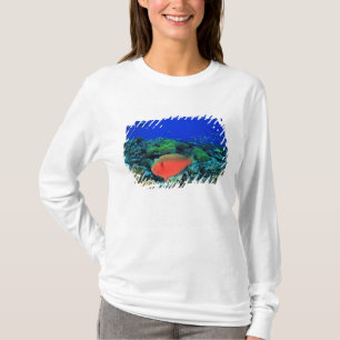 シープヘッドブダイ Scarus Tシャツ