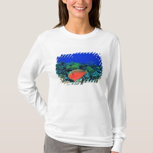 シープヘッドブダイ Scarus Tシャツ (正面)