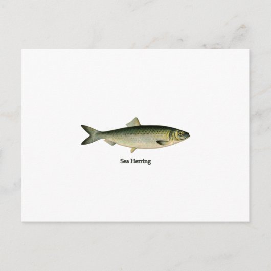 シーヘリング ポストカード (正面)