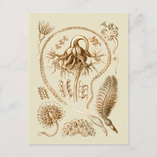 シーペン ポストカード (正面)