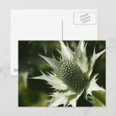 シーホリー ポストカード (正面/裏面)