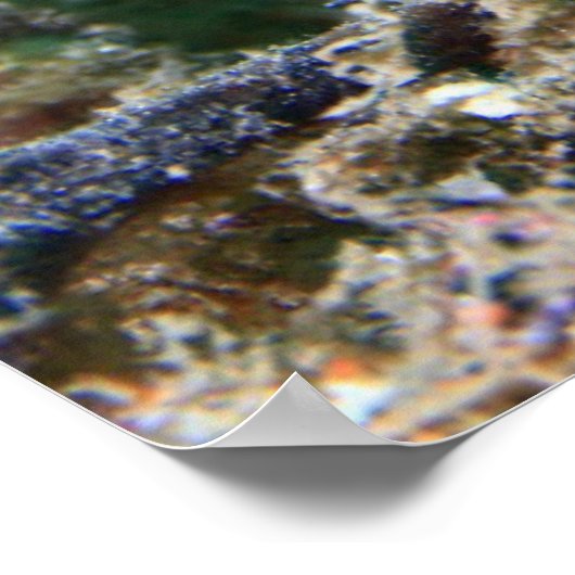 シーホース |ヒポキャンパスラムロソス ポスター (角)