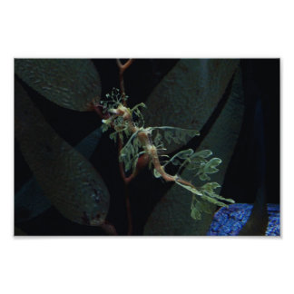 シーホース フォトプリント           