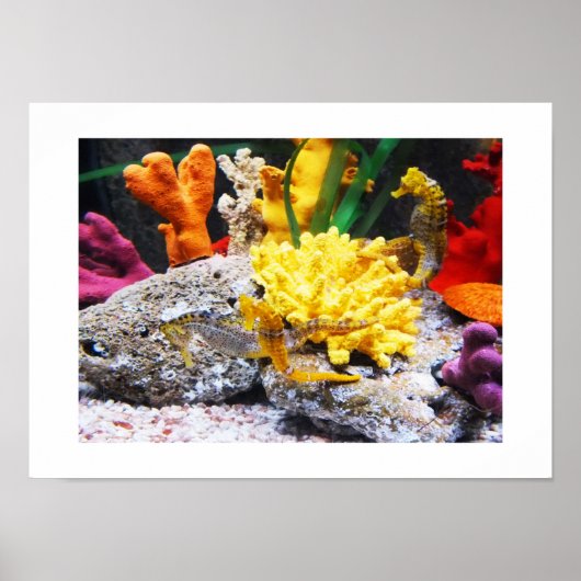 シーホース ポスター (正面)